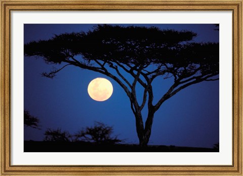Framed Acacia Tree in Moonlight, Tarangire, Tanzania Print