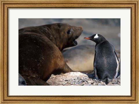 Framed Antarctica, Livingston Island, Gentoo penguin Print