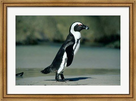 Framed African Penguin, Cape Peninsula, South Africa Print