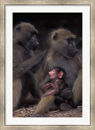 Framed Botswana, Chobe NP, Chacma Baboon primate, Chobe River Print