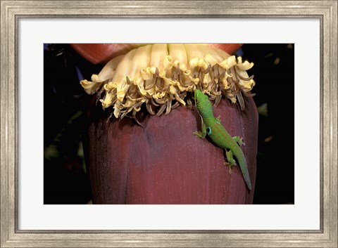 Framed Day Gecko, Ranamofana, Madagascar Print