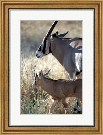 Framed Beisa Oryx and Calf, Kenya Print