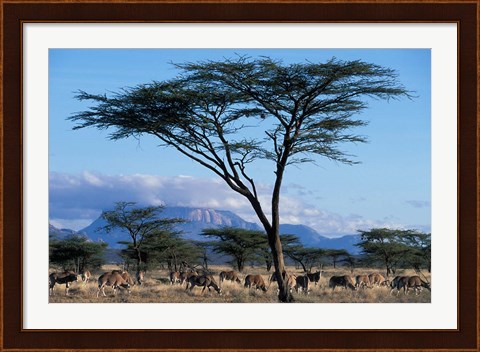 Framed Herd of Gemsbok Feeding, Buffalo Springs Game Reserve, Kenya Print