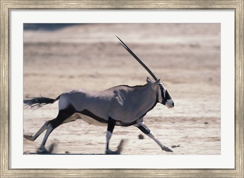Framed Gemsbok Runs Along Dry Salt Pan, Etosha National Park, Namibia Print
