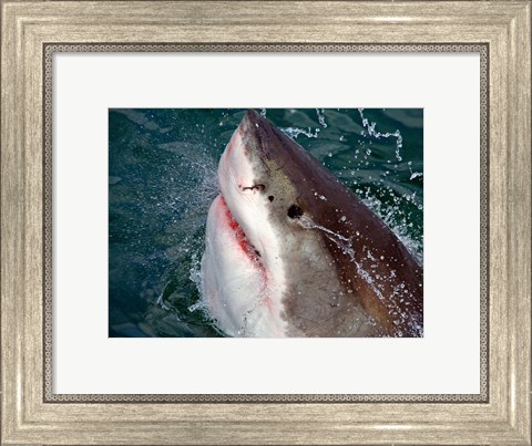 Framed Great White Shark breaks the surface of the water in Capetown, False Bay, South Africa Print