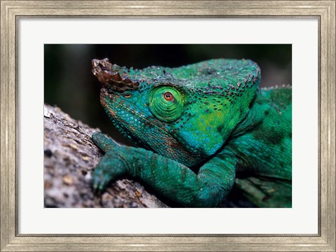 Framed Chameleons in the Analamazaotra National Park, Madagascar Print