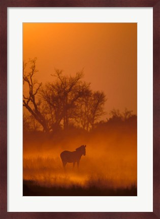 Framed Burchell&#39;s Zebra at Sunset, Okavango Delta, Botswana Print