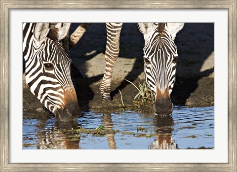 Framed Burchell&#39;s Zebras Drinking, Tanzania Print