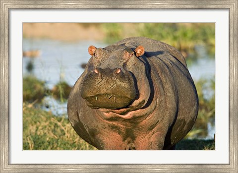 Framed Hippopotamus, Tanzania Print