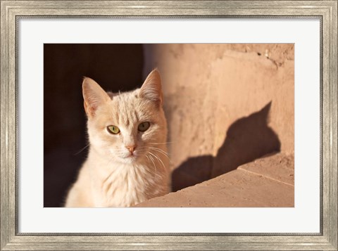 Framed Cat inside kasbah de Taourirt; same clay color! Print
