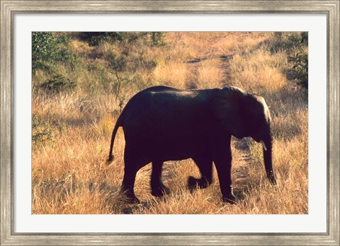 Framed Close-up of Elephant in Kruger National Park, South Africa Print