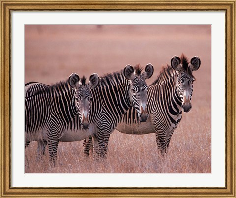 Framed Grevy&#39;s Zebra, Masai Mara, Kenya Print