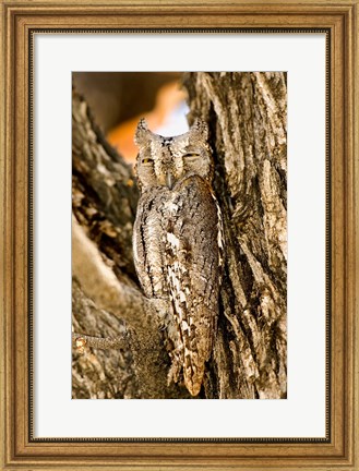 Framed African Scops Owl in Tree, Namibia Print