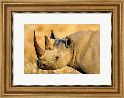 Framed Black Rhinoceros at Halali Resort, Namibia Print