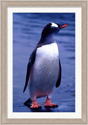 Framed Gentoo Penguin, Antarctica Print