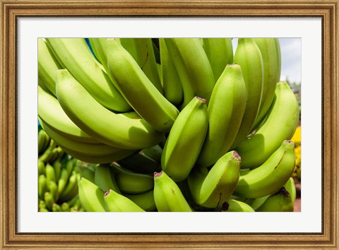 Framed Africa, Cameroon, Tiko. Bunches of bananas at banana plantation. Print