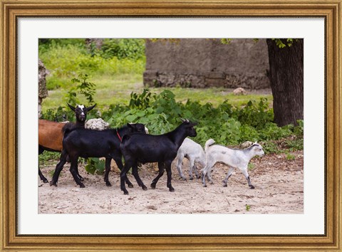 Framed Africa, Mozambique, Ibo Island, Quirimbas NP. Goats running down path. Print