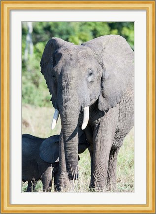 Framed African bush elephant, Maasai Mara, Kenya Print
