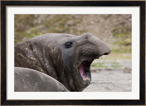 Framed Antarctica, St. Andrews Bay, Southern Elephant Seal Print