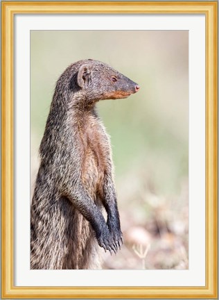 Framed Banded Mongoose, Maasai Mara, Kenya Print