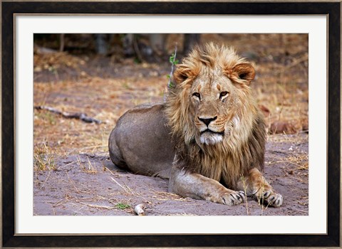 Framed Botswana, Savute, Chobe National Park, Lion Print