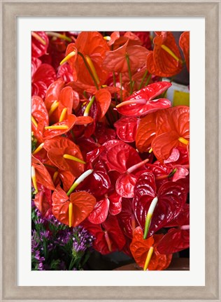 Framed Flamingo Flowers, Flower Market, Port Louis, Mauritius Print