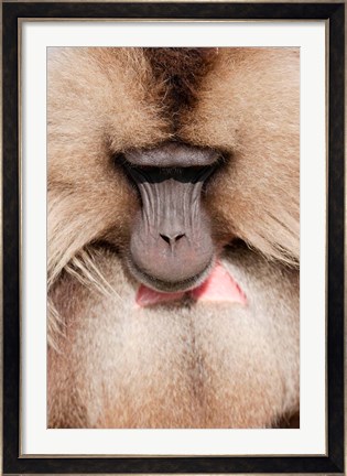 Framed Close up of Gelada Baboon, Ethiopia Print