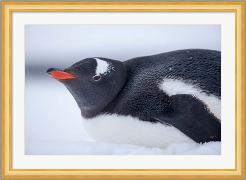 Framed Gentoo Penguin resting in snow on Deception Island, Antarctica. Print