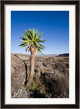 Framed Giant Loebelia, Bale Mountains, Ethiopia Print