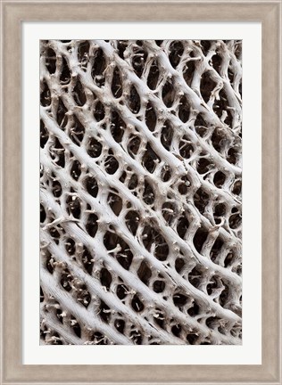 Framed Lattice pattern in Giant Loebelia, Bale Mountains, Ethiopia Print