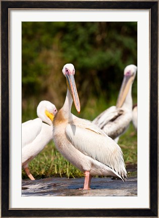 Framed Great White Pelican, Lake Chamo, Nechisar National Park, Arba Minch, Ethiopia Print