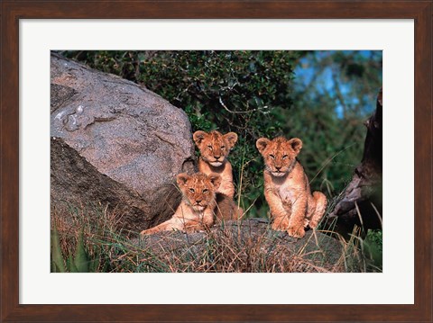 Framed Den of Lion Cubs, Serengeti, Tanzania Print