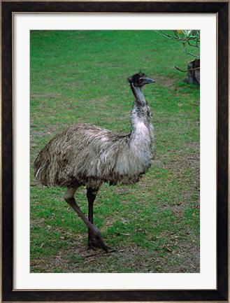 Framed Emu Portrait, Australia Print