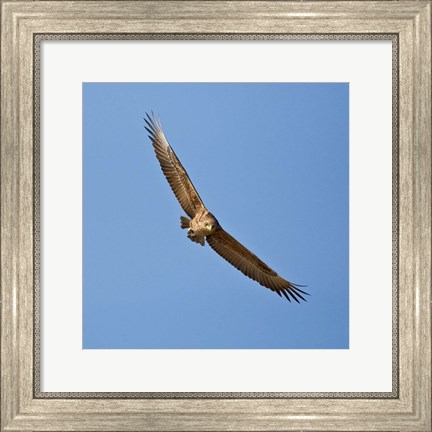 Framed Africa. Tanzania. Bateleur Eagle, Serengeti NP Print