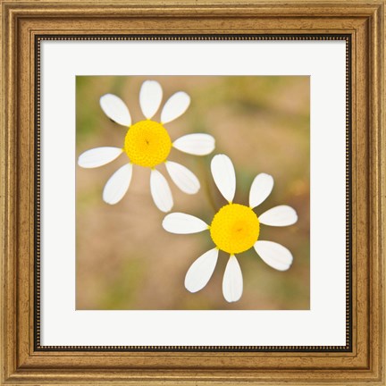 Framed Flowers in Western Cape NP, South Africa. Print