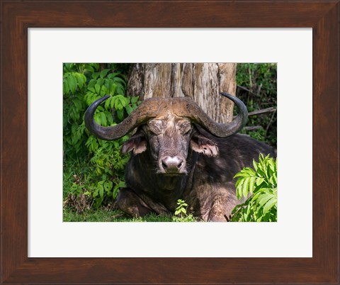 Framed African Buffalo, Aberdare National Park, Kenya Print