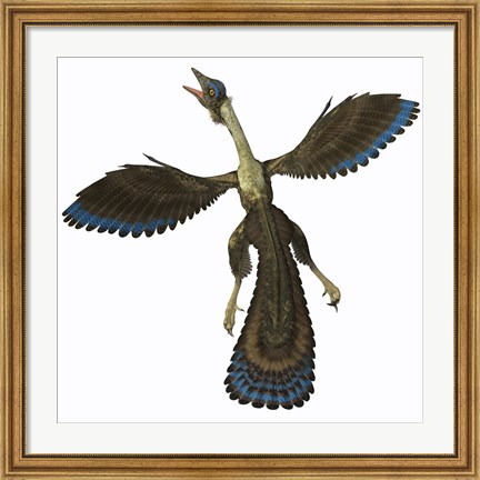Framed Archaeopteryx, known as one of the earliest prehistoric birds Print