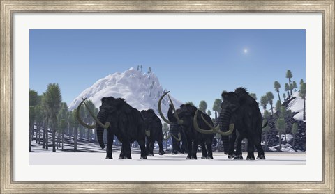 Framed herd of Woolly Mammoths migrate to a warmer climate in the Pleistocene Age Print