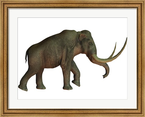Framed Columbian mammoth, an extinct species of elephant Print