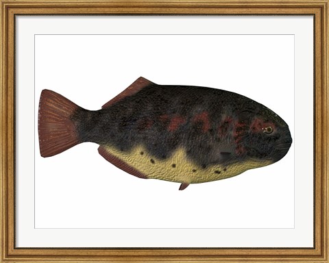 Framed Dapedius, an extinct species of primitive ray-finned fish Print