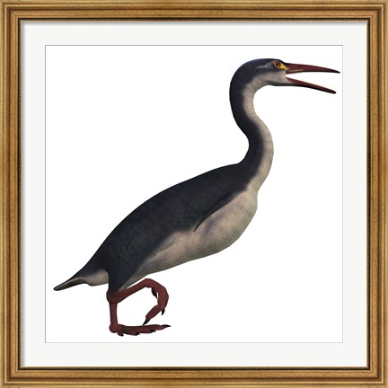 Framed Hesperornis, a genus of flightless birds from the Cretaceous Period Print