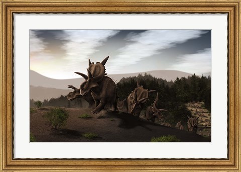 Framed Herd of Xenoceratops foremostensis from the Cretaceous Period Print