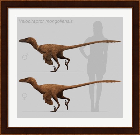 Framed Size comparison of Velociraptor mongoliensis to a human Print