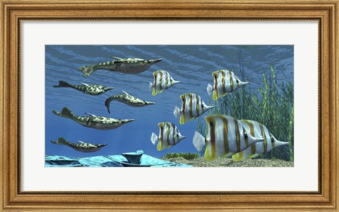 Framed Prehistoric Pteraspis jawless fish swimming with a group of Chelmon Butterflyfish Print