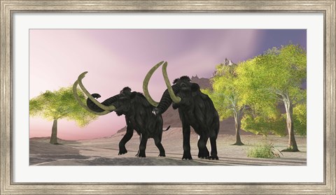Framed Two Woolly Mammoths searching for better vegetation to eat Print