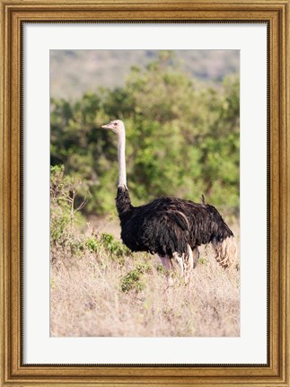 Framed Maasai Ostrich, Tsavo-West National Park, Kenya Print