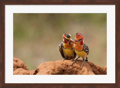 Framed Kenya, Samburu, Red-Yellow Barbet bird Print