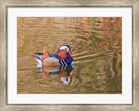 Framed Mandarin Duck, Beijing, China Print