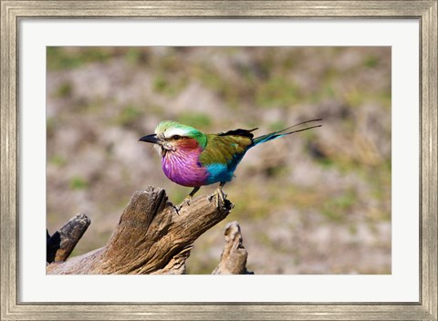 Framed Lilac Breasted Roller, Kruger National Park, South Africa Print