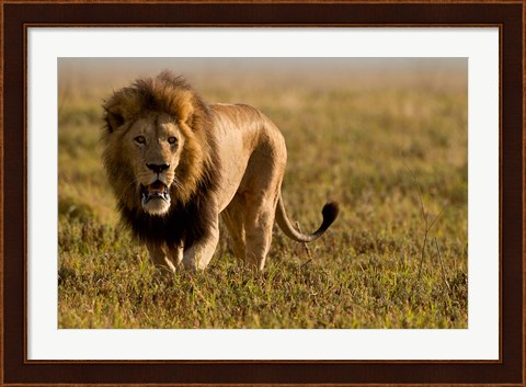 Framed Lion, Ngorongoro Crater, Serengeti National Park, Tanzania Print
